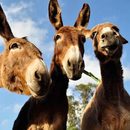 Vida Pura * Odeceixe