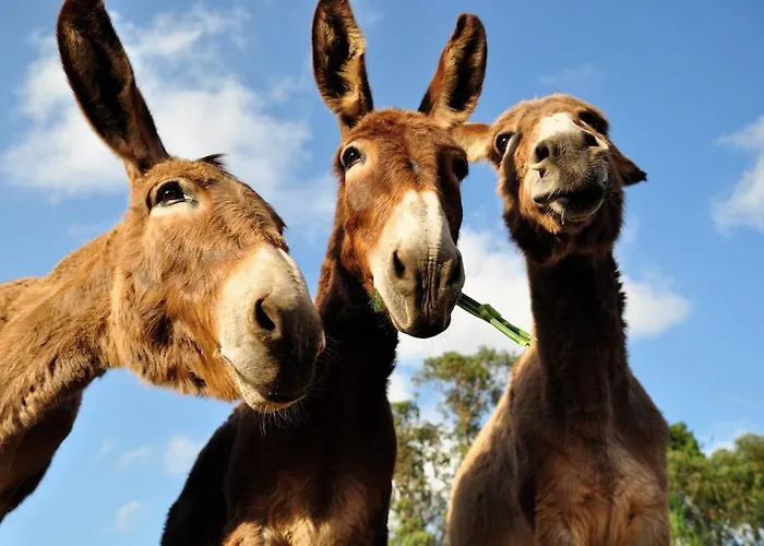 Vida Pura * 奥德赛克斯